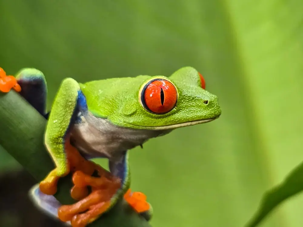 Rainforest, Sloth & Waterfall Experience